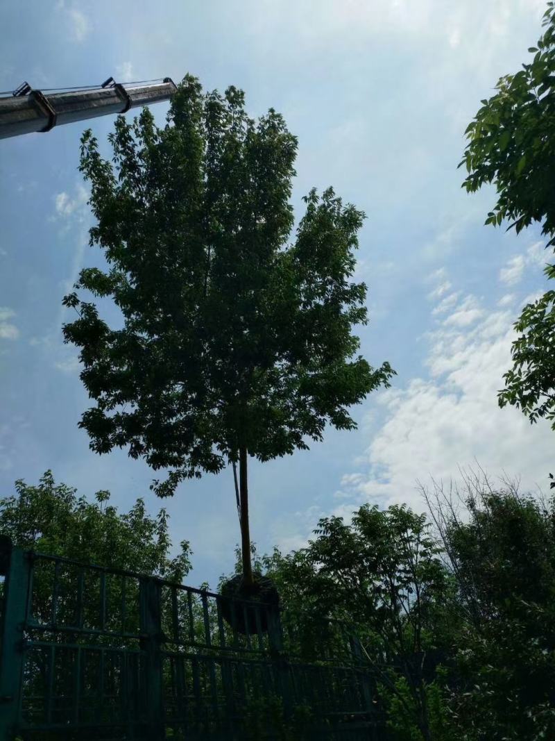 糖槭树金叶复叶槭绿化行道树园林景观乔木一站式采购