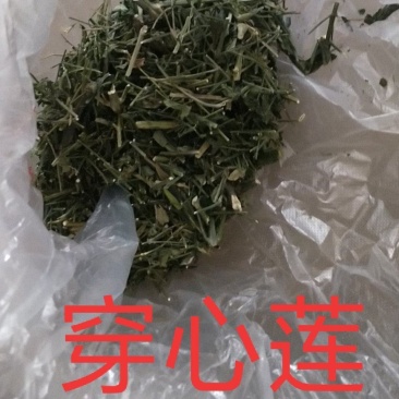 穿心莲无公害完全达到药典含量放心购买，质量保证常年供货