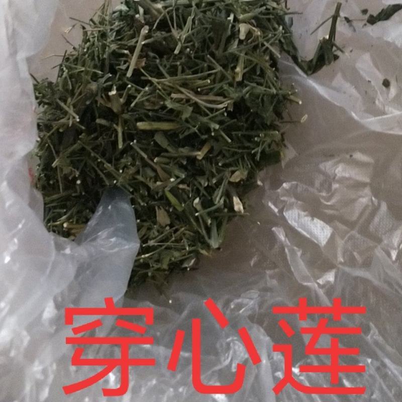 穿心莲无公害完全达到药典含量放心购买，质量保证常年供货