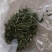 穿心莲无公害完全达到药典含量放心购买，质量保证常年供货