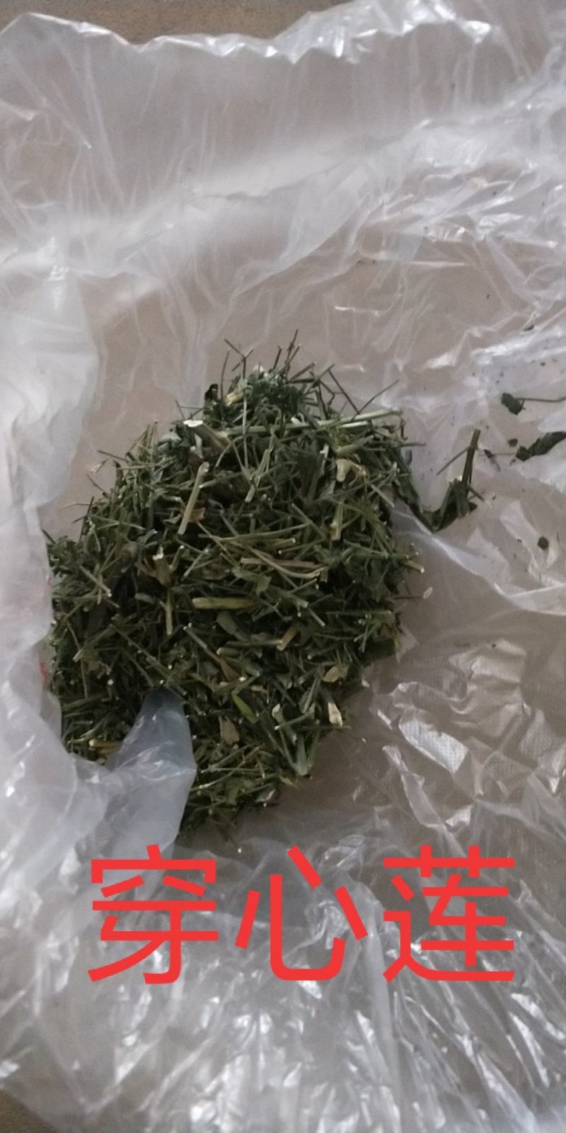 穿心莲无公害完全达到药典含量放心购买，质量保证常年供货