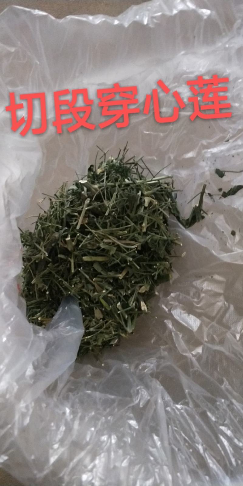 穿心莲无公害完全达到药典含量放心购买，质量保证常年供货