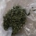 穿心莲无公害完全达到药典含量放心购买，质量保证常年供货