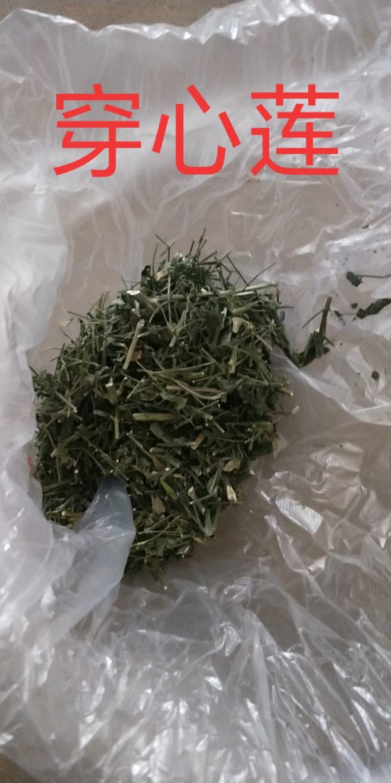 穿心莲无公害完全达到药典含量放心购买，质量保证常年供货