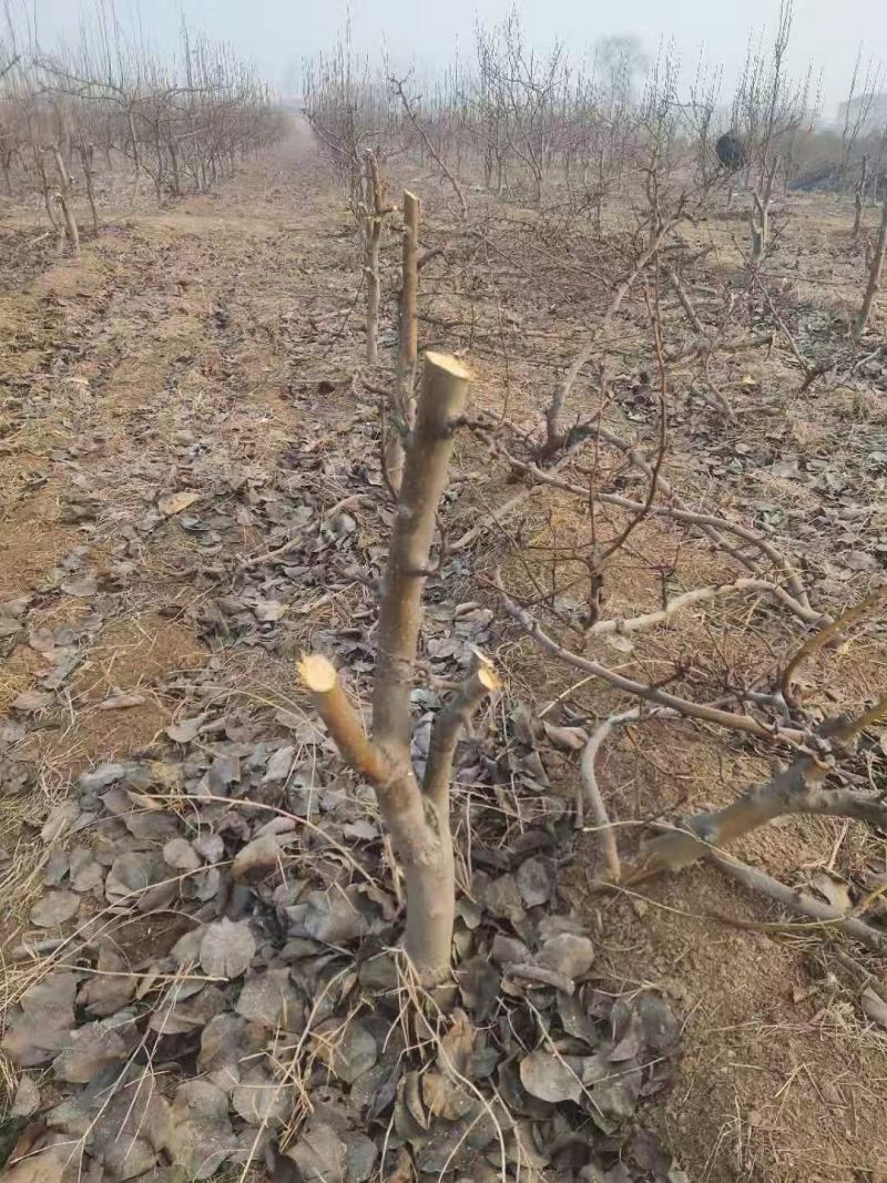 梨树苗【供应各种规格占地梨树，品种苗：秋月梨】