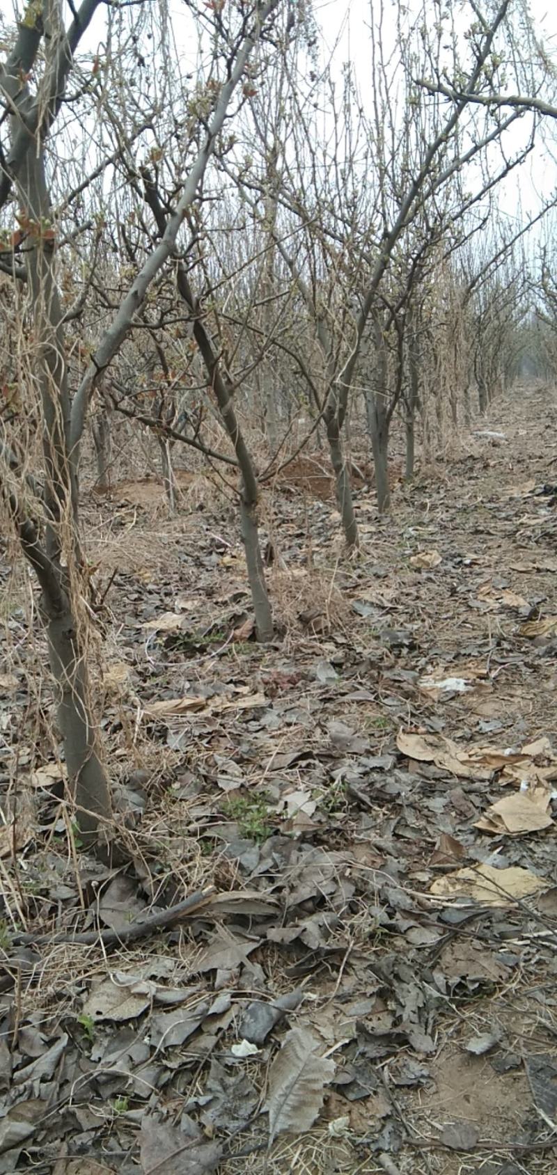 梨树苗【供应各种规格占地梨树，品种苗：秋月梨】