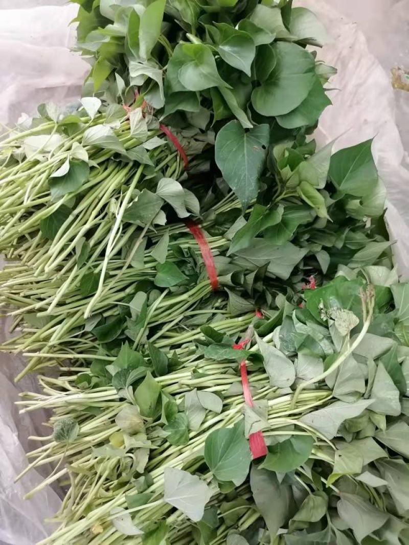 杨凌农科院秦薯4号5号8号脱毒试管红薯苗，紫薯苗