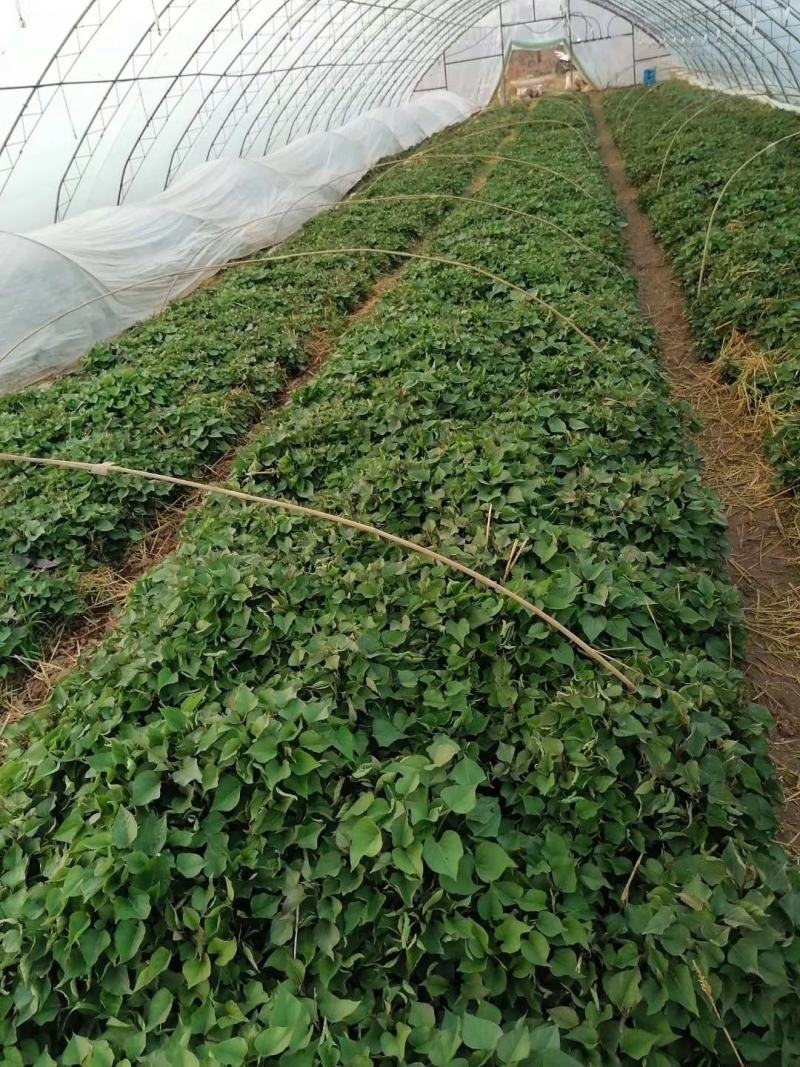 杨凌农科院秦薯4号5号8号脱毒试管红薯苗，紫薯苗