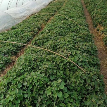 杨凌农科院秦薯4号5号8号脱毒试管红薯苗，紫薯苗