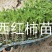 龙卷风苗中早熟大红瓤少籽耐重茬抗病抗裂易管理懒汉西瓜苗