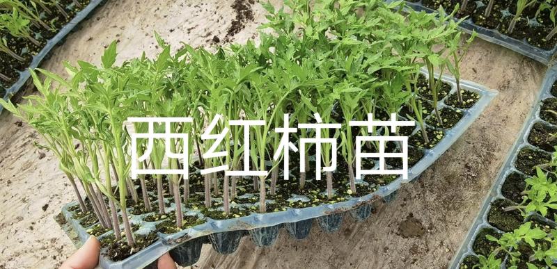 龙卷风苗中早熟大红瓤少籽耐重茬抗病抗裂易管理懒汉西瓜苗