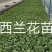 龙卷风苗中早熟大红瓤少籽耐重茬抗病抗裂易管理懒汉西瓜苗