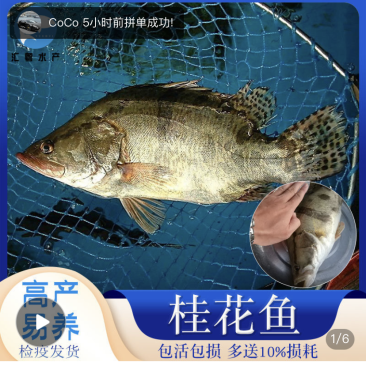 桂花鱼苗鳜鱼苗大眼翘嘴鳜鱼苗桂鱼鱼活体包邮优质鱼苗