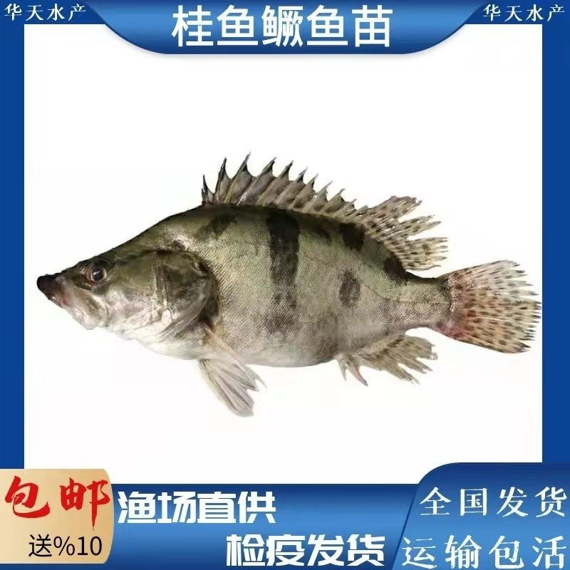 桂花鱼苗鳜鱼苗大眼翘嘴鳜鱼苗桂鱼鱼活体包邮优质鱼苗