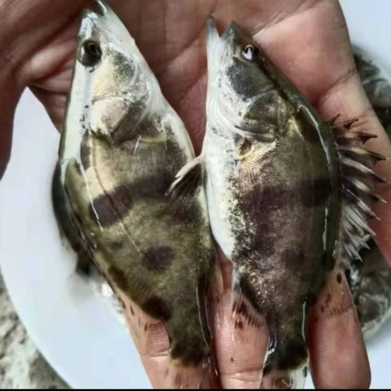 桂花鱼苗鳜鱼苗大眼翘嘴鳜鱼苗桂鱼鱼活体包邮优质鱼苗