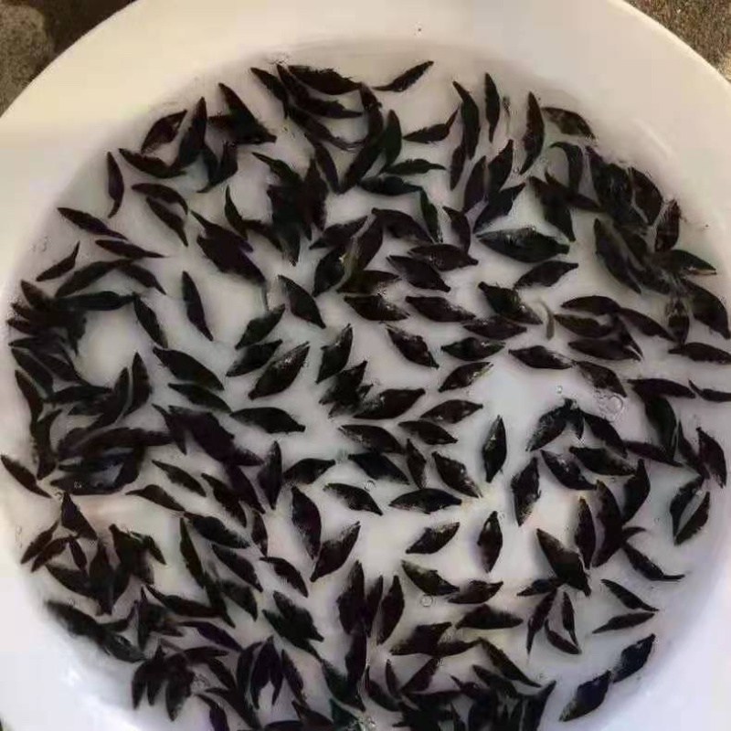 桂花鱼苗鳜鱼苗大眼翘嘴鳜鱼苗桂鱼鱼活体包邮优质鱼苗