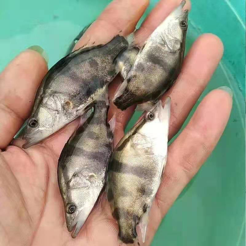 桂花鱼苗鳜鱼苗大眼翘嘴鳜鱼苗桂鱼鱼活体包邮优质鱼苗
