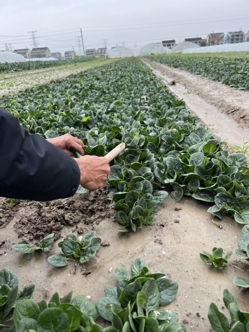 苏州常熟新鲜采摘菠菜种植基地电商商超市场