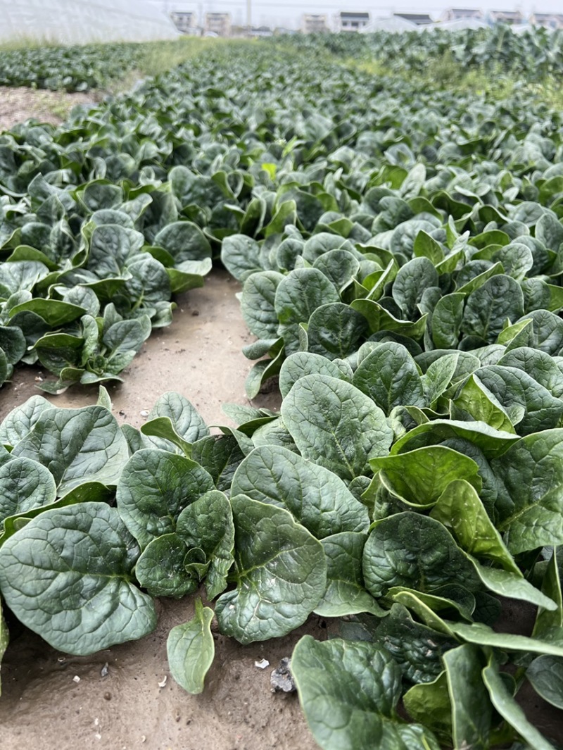 苏州常熟新鲜采摘菠菜种植基地电商商超市场