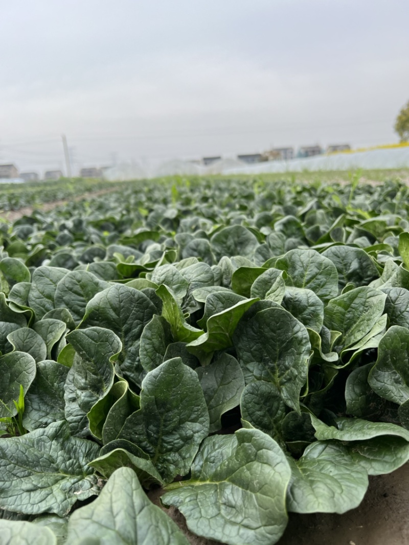 苏州常熟新鲜采摘菠菜种植基地电商商超市场