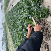 苏州常熟新鲜采摘菠菜种植基地电商商超市场