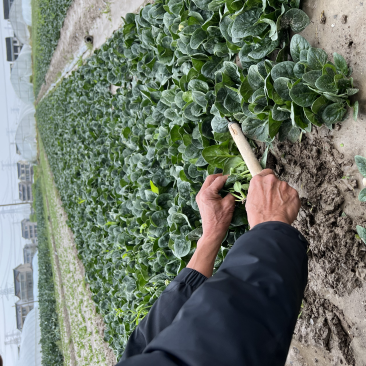 苏州常熟新鲜采摘菠菜种植基地电商商超市场