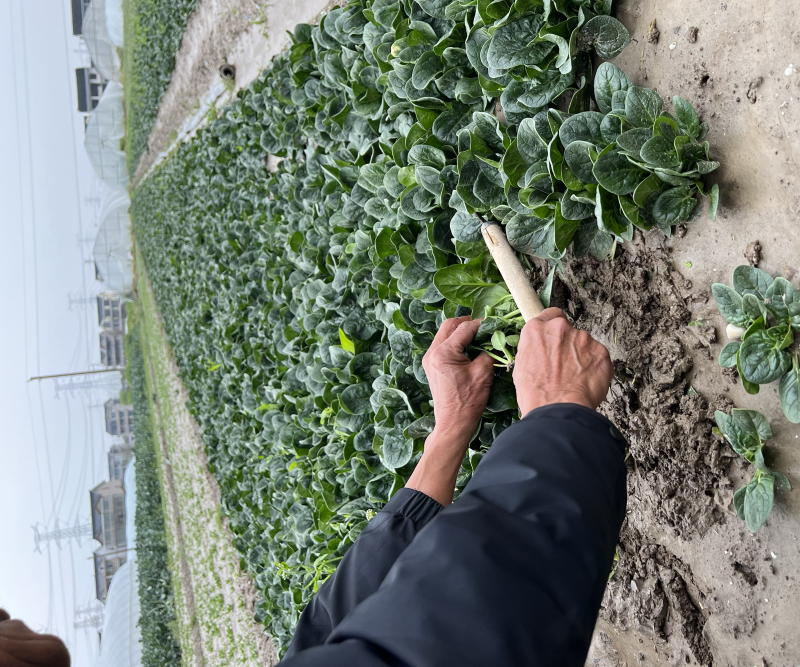 苏州常熟新鲜采摘菠菜种植基地电商商超市场