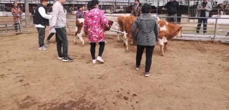 常年出售西门塔尔牛，包运输，包成活，包技术，可可享优惠政