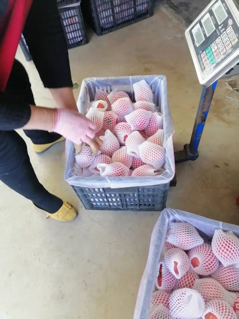 山东海阳普罗旺斯西红柿水果西红柿沙瓤团购礼盒包装