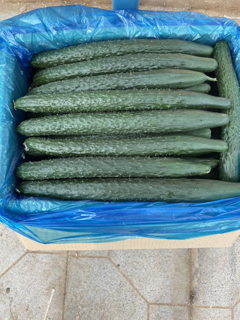 密刺黄瓜