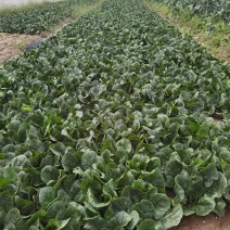 常熟市趴地菠菜质量优