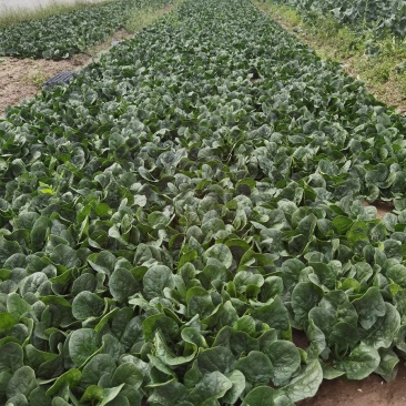 常熟市趴地菠菜质量优
