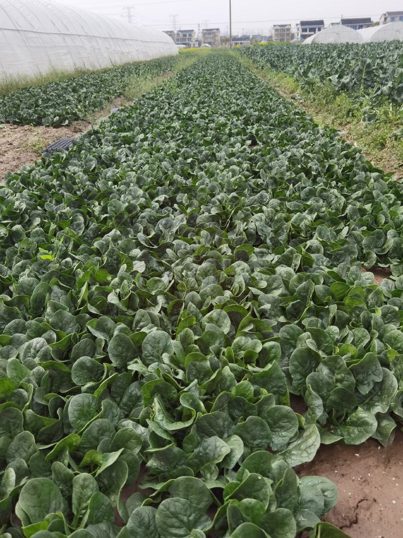 常熟市趴地菠菜质量优