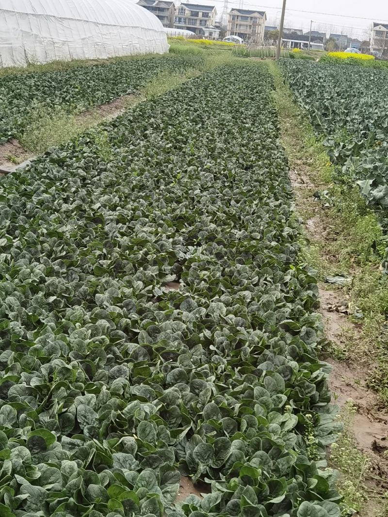 常熟市趴地菠菜质量优