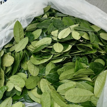 广东香水柠檬叶批发
