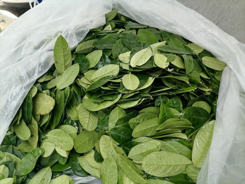 广东香水柠檬叶批发