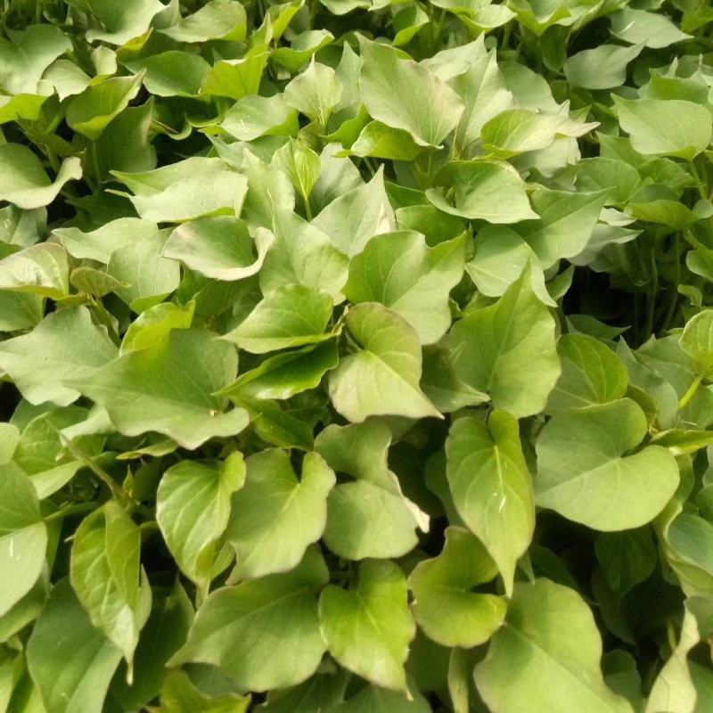 杨凌农科院秦薯5号4号8号红薯苗，紫薯苗，大量供应