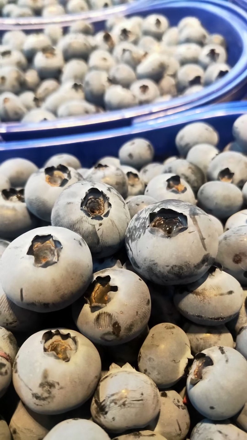 云南抚仙湖蓝莓纯甜各种品种产地直发一手货源