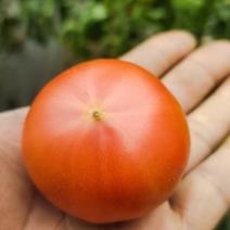 日本口感水果番茄西红柿