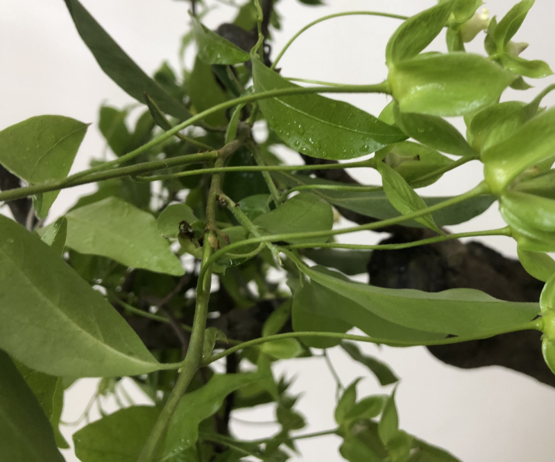 金弹子盆景：正宗的长柄花生果