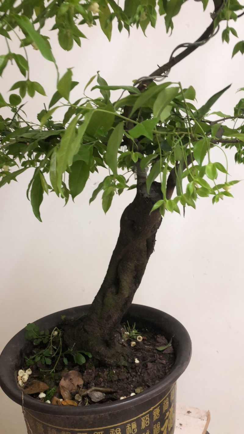 金弹子盆景：正宗的长柄花生果