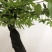 金弹子盆景：正宗的长柄花生果
