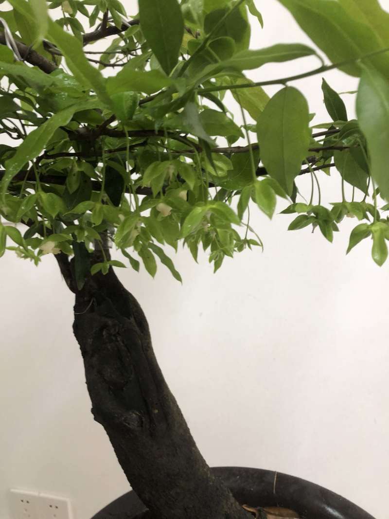 金弹子盆景：正宗的长柄花生果