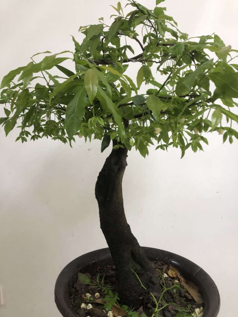 金弹子盆景：正宗的长柄花生果