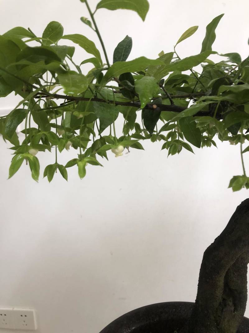 金弹子盆景：正宗的长柄花生果