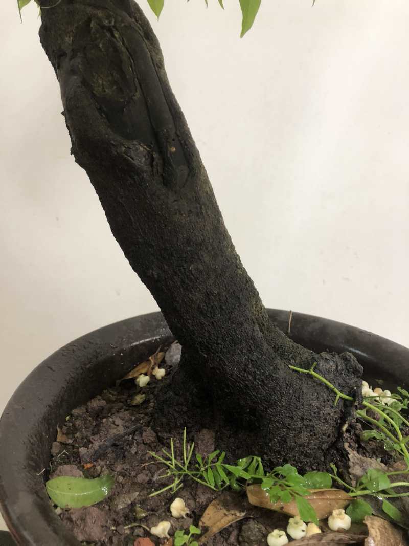 金弹子盆景：正宗的长柄花生果