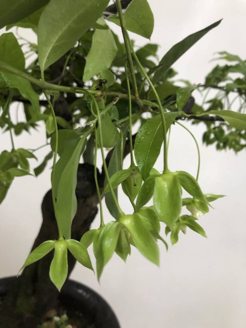 金弹子盆景：正宗的长柄花生果