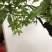 金弹子盆景：正宗的长柄花生果