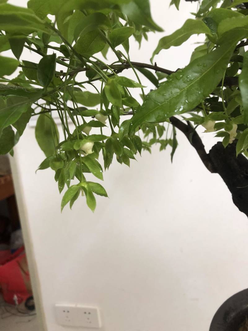 金弹子盆景：正宗的长柄花生果