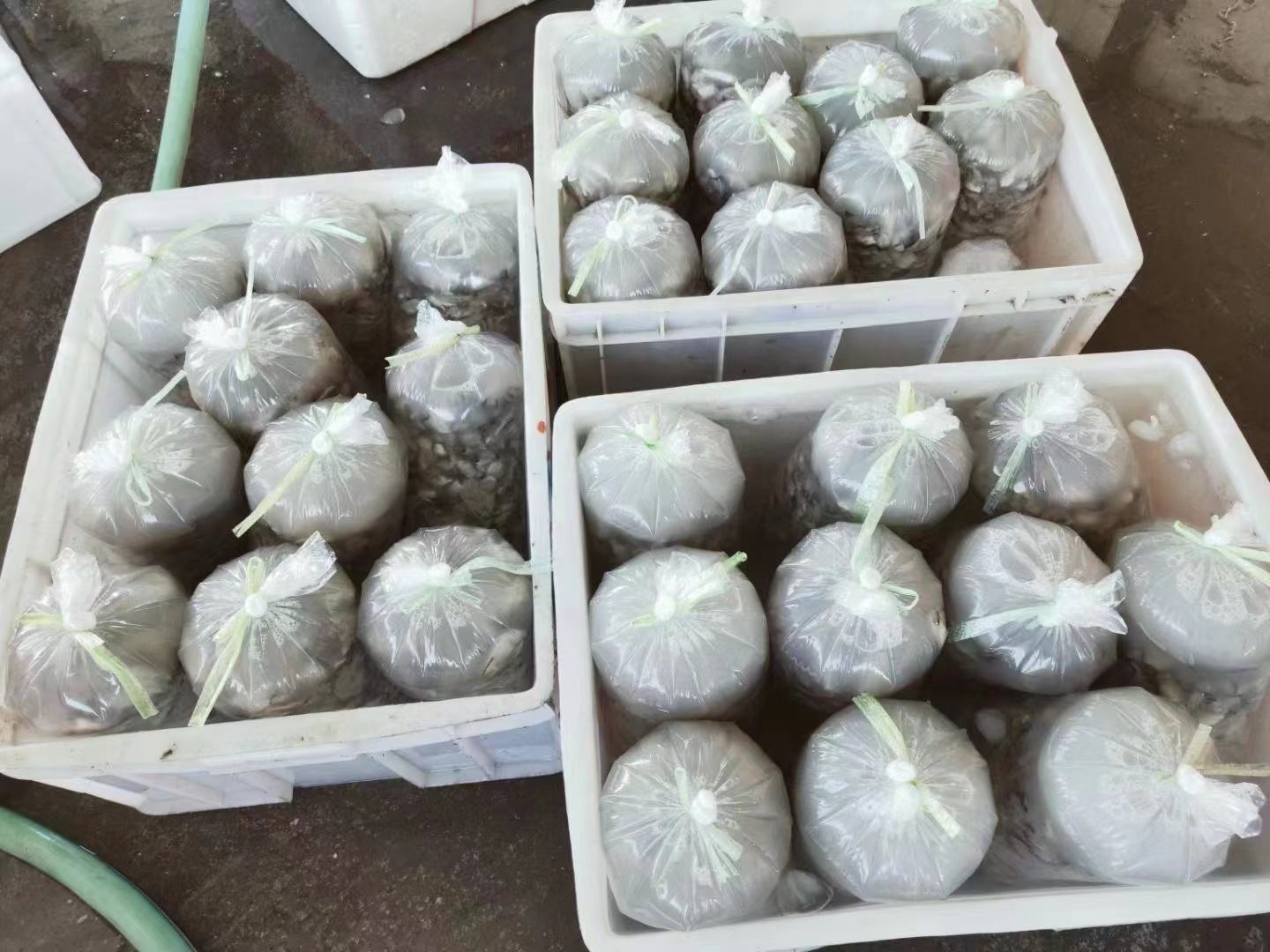 生蚝在超市货架上摆放整齐